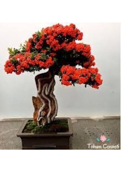 10 Adet Tohum Nadir Ateş Dikeni Bonsai Ağaç Tohumu Saksı Toprak