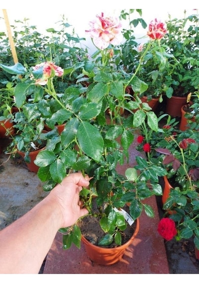 Yediveren Kokulu Türkiyem Gül Fidanı 50 90cm 1 Adet Tüplü Aşılı Gül Rose