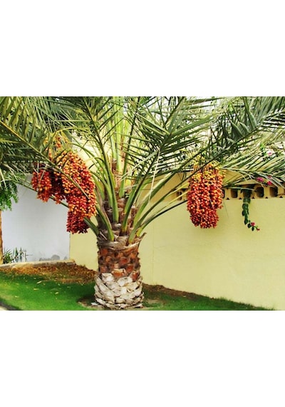 Saksılı Phoenix Canariensis Hurma Palmiyesi Ağacı 5 Yaş