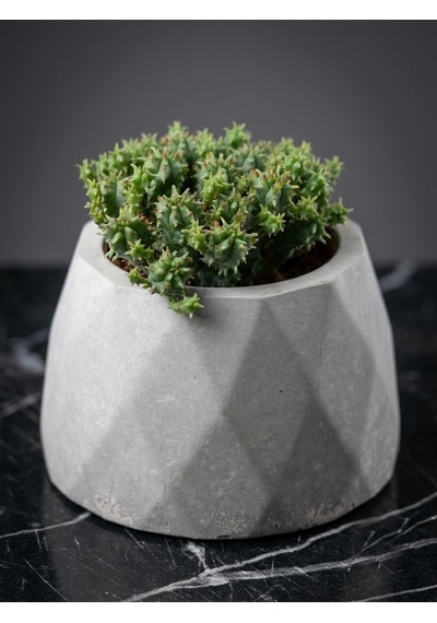 Zevli Ateliera El Yapımı Beton Saksı + Canlı Sukulent & Kaktüs Koleksiyonu Antrasit, Geo, Euphorbia Submammillaris Var. Pfersdorfii