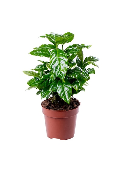 Kahve Bitkisi (Coffea Arabica) 20  cm