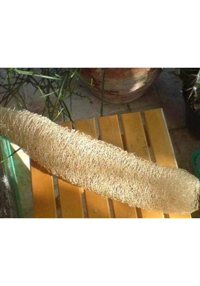 Lif Sünger Kabağı Tohumu Sponge Gourd Belirtilmemiş
