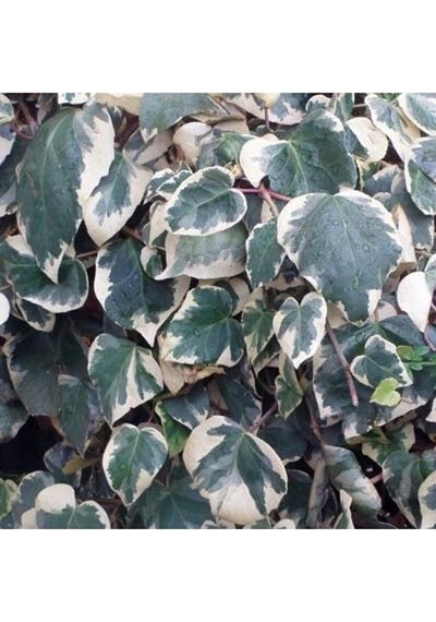 Çok Avantajlı Alacalı Büyük Yapraklı Duvar Sarmaşığı 40 60cm 1 Adet Dış Mekan Hedera Helix Variegata