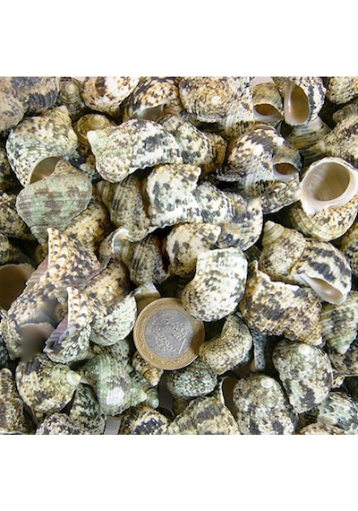 Bruneus Kiloluk Deniz Kabuğu 1 KG