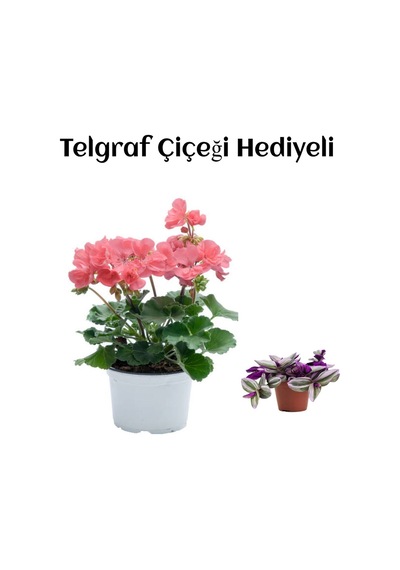 Hediyelik Toz Pembe Sardunya Çiçeği Sevgililer Gününe Özel Telgraf Hediyeli