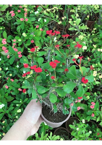 Dikenler Tacı Küçük Çiçekli Ithal Euphorbia Milli Kırmızı