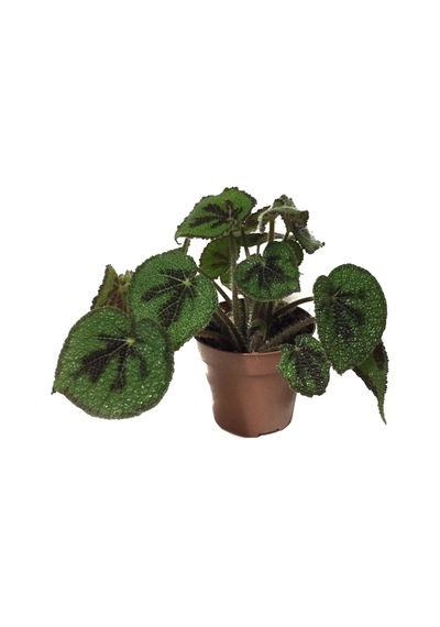 Begonia Masoniana (Begonia Çiçeği) Ø12 CM Y30-35 CM