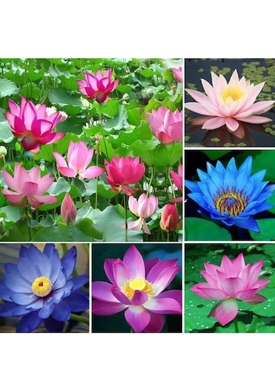 Lotus Çiçeği Tohumu 6 Adet Nilüfer Çiçeği Tohumu Nadir Kutsal Lotus 6
