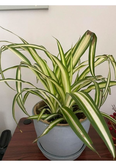 Yeşil Kurdele Çiçeği Chlorophytum Comosum İç Mekan Çiçeği 20-30cm