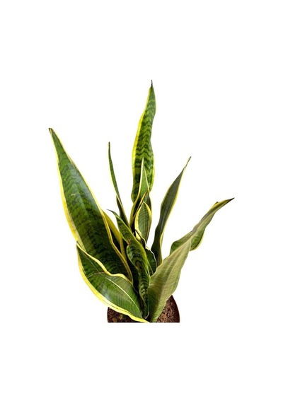 Sansevieria Trifasciata Paşa Kılıcı Fidanı 10-20 Cm