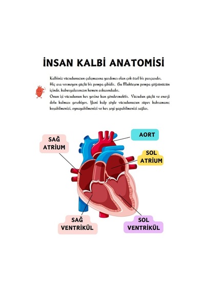 Okullar İçin Anatomi Yaz-sil Kitabı Herkes İçin