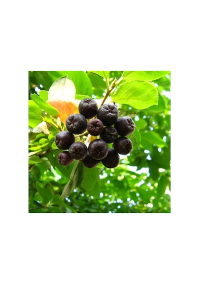 Siyah Aronia Aronya Fidanı 10-20 Cm