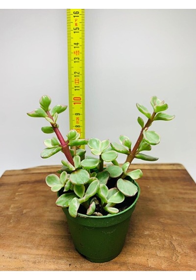 Portucularia Afra Variegata Sukulent