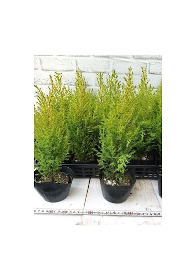 Fomlu Kokulu Limon Servi Fidanı Tüplü 10 Adet 15-25cm Dış Mekan Ağacı