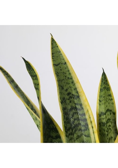 Ikea Sansevıerıa Trıfascıata Canlı Bitki, Yeşil, 14 Cm, Sansevieria Trifasciata