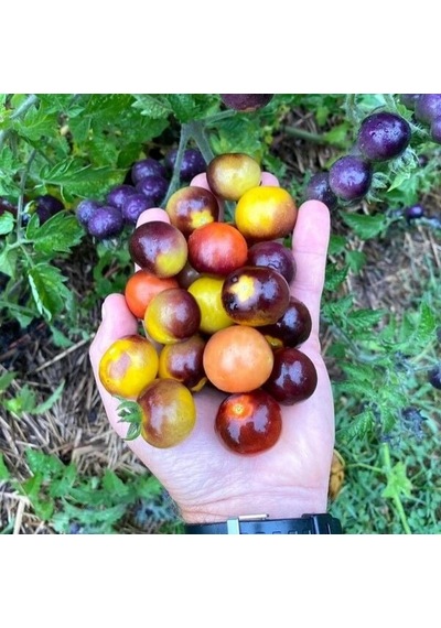 Bosque Bumblebee Cherry Domates Tohumu 15 Tohum