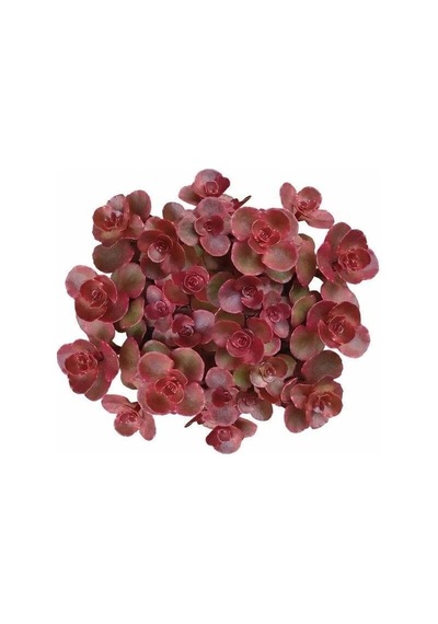 Kırmızı Sedum 10 Adet - Yer Örtücü Çok Yıllık Bitki