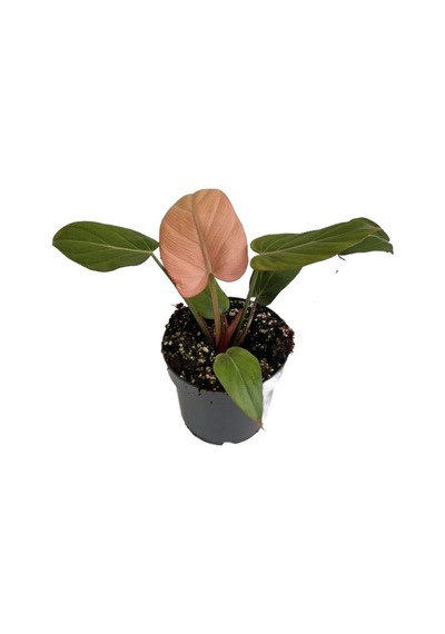 Philodendron 'summer Glory'