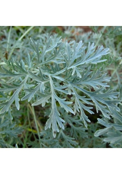 Pelin Otu Artemisia Absinthium Tohumu 50 Tohum