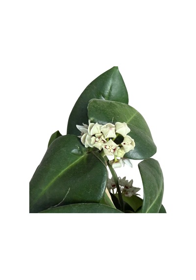 Hoya Calycina 'stargazer' Mum Çiçeği