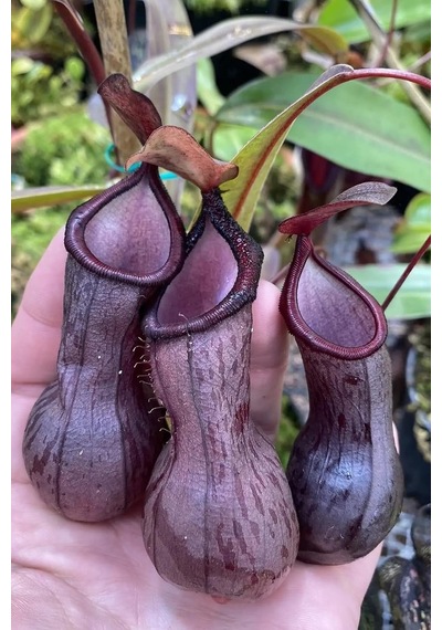 Dashing Look Sinek Kapan Etobur Bitki Nepenthes Fly Trap Tohumu / 5 Adet Tohum Th-thmcmthm431
