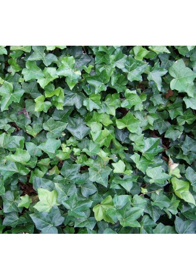Tüplü Hedera Helix Vantuzlu Yeşil Duvar Sarmaşığı Fidanı