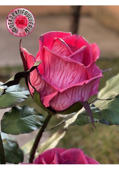 Favorite Pembe Lambader 112cm 2,5kg 220volt Dekoratif Organik