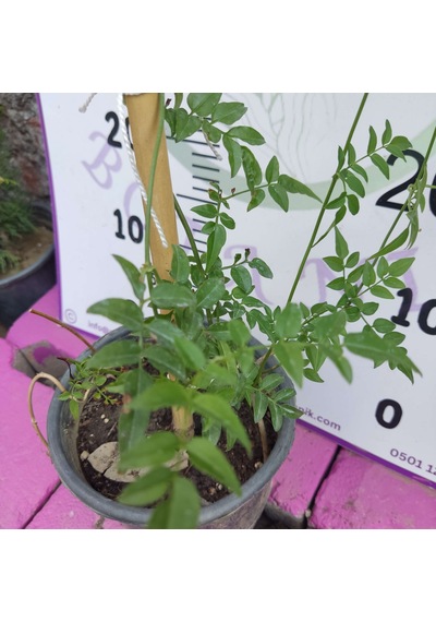Jasminum Polyanthum - Hoş Kokulu Ve Gösterişli Çiçekli Bitki Şam Yasemini Değil