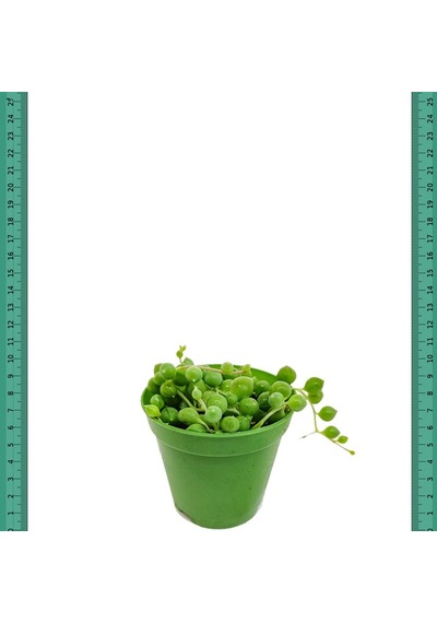 Serada Decor Plant Tesbih Çiçeği İnci Tanesi Senecio Rowleyanus