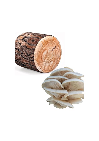 Kütük Mantarı Miseli 1 KG + Ekim Kılavuzu+ Torba