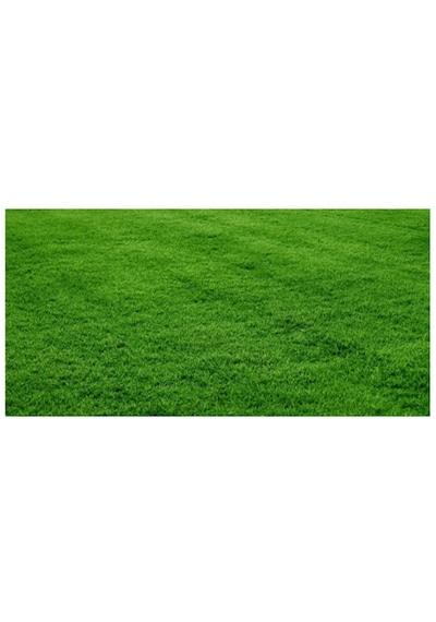 Agrobazaar Bermuda Çim Tohumu Uganda Çim Tohum 1 Kg