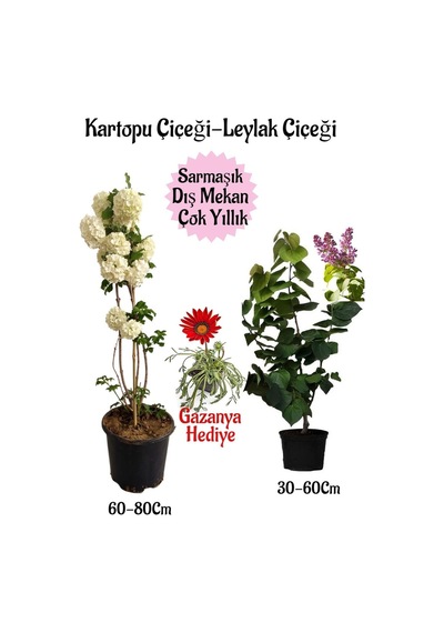 Kartopu Çiçeği 1 Adet +kokulu Leylak1 Adet+pembe Gazanya Saksılı Bahçe Seti