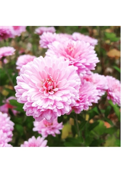 Açik Pembe Kasımpatı Çiçeği Fidanı Saksılı 10-20 Cm