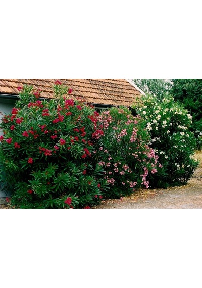 Zakkum Fidanı Zakkum Ağacı Tüplü 40-60 Cm.