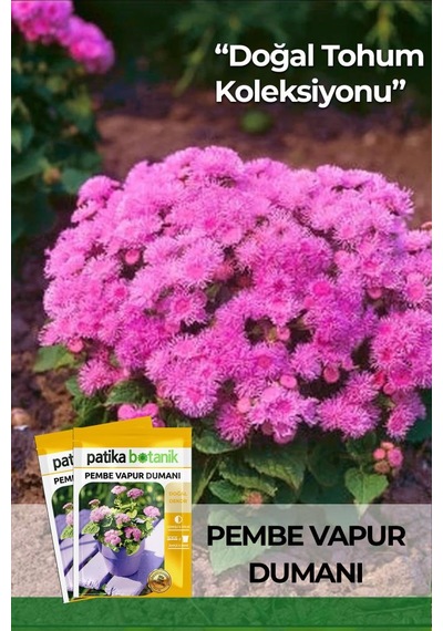 100 Adet Pembe Vapur Dumanı Çiçek Tohumu