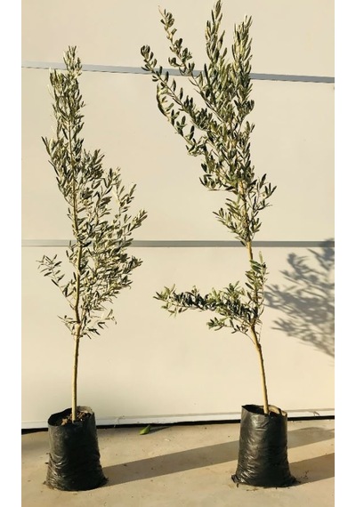 Tüplü Zeytin Ağacı Fidanı Gemlik Zeytin Fidanı