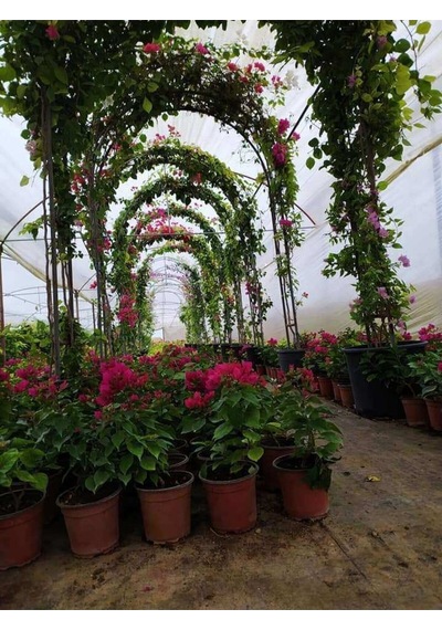 Saksılı Bodur Üzeri Çiçekli Fuşya Begonvil Fidanı Bougainvillea