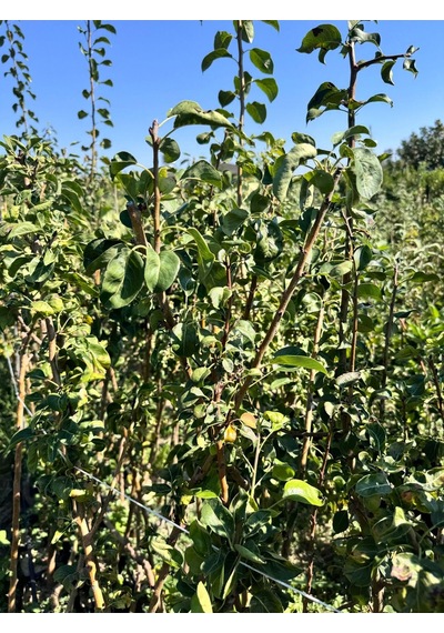 2 Yaş Tüplü Aşılı Erkenci Akça Bal Armut Boy 90-110cm