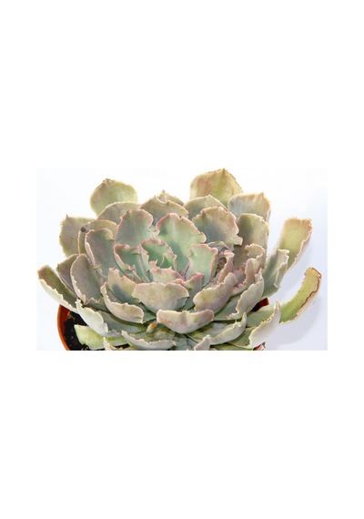 Echeveria Sukulent Büyük Boy