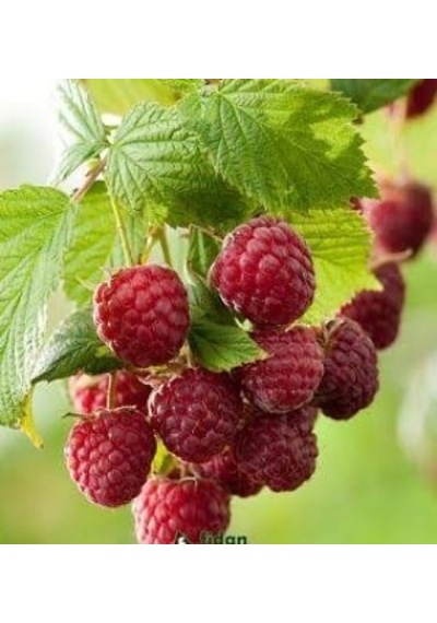 Rubus Idaeus L. Yediveren Ahududu Fidanı. Torbada