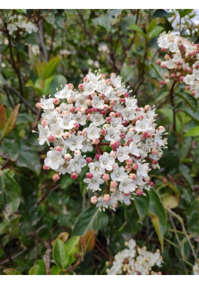 Videolu Lucidum Kartopu Çit Bitkisi 1 Adet Saksılı/ Tüplü 100-120cm Viburnum Tinus Lucidum
