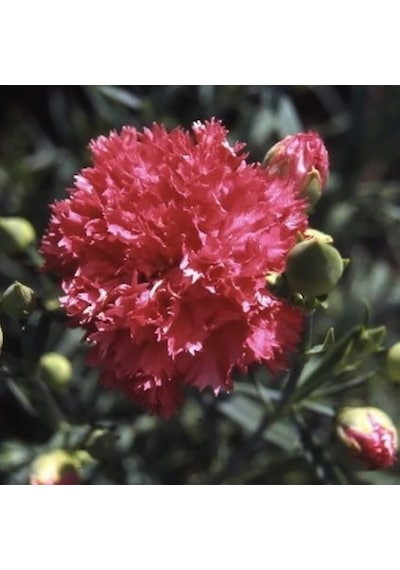 Chabaud Pure Rose Karanfil Çiçeği Tohumu 70 Adet