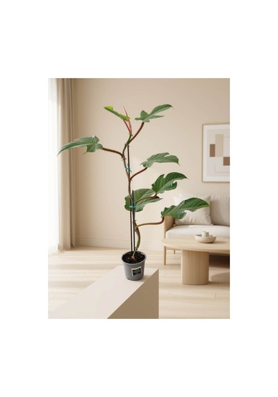 Philodendron Squamiferum Tüylü Saplı Filodendron 80-85cm