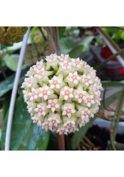Hoya 'snowflake Kar Tanesi Hoya Mum Çiçeği Fidanı