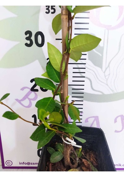 Arap Yasemini Rhyncospermum Jasminoides 40-60cm- Hoş Kokulu Ve Dayanıklı Sarmaşık Bitkisi