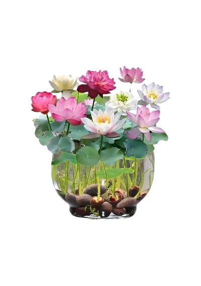 10 Adet Tohum Nadir Pembe Hint Nilüfer Lotusa Lotus Çiçeği Tohumu Organik Mis Kokulu Çiçek