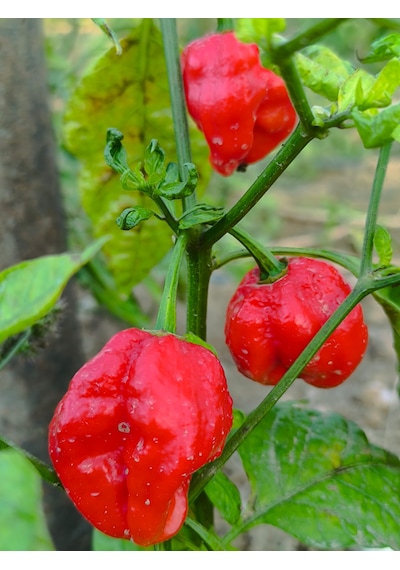 Jamaican Red Habanero 425.000 Scoville Gerçek Taze Acı Biber