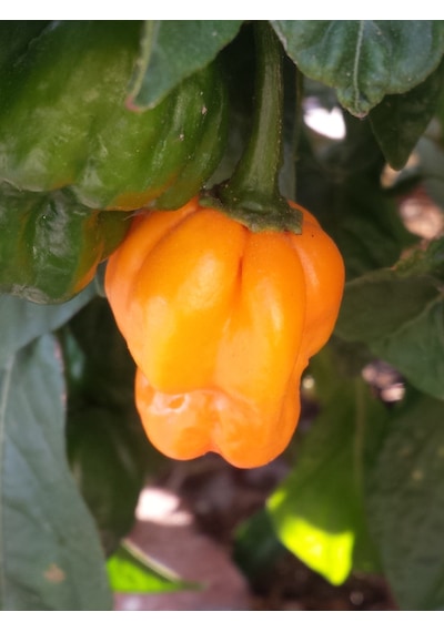 Scotch Bonnet Jamaican Yellow Pepper 350.000 Scoville - Gerçek Taze Acı Biber