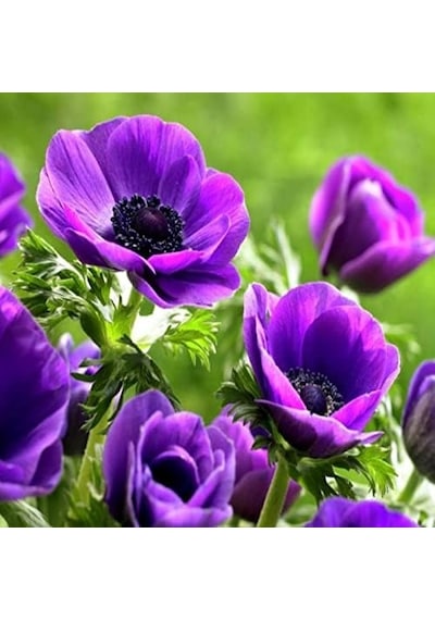 Pulsatilla Vulgaris Violet Dağ Lalesi Anemon Çiçeği 5 Tohum Diğer