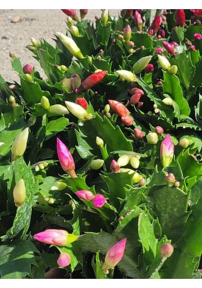 Açık Pembe Renk Schlumbergera Truncata Yılbaşı Çiçeği 1 Adet 10-15cm